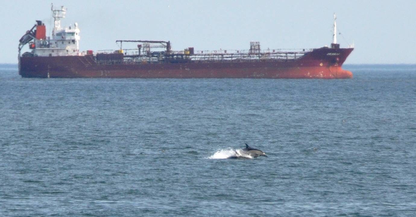 View of a dolphin jumping out at sea, in the background a large vessel